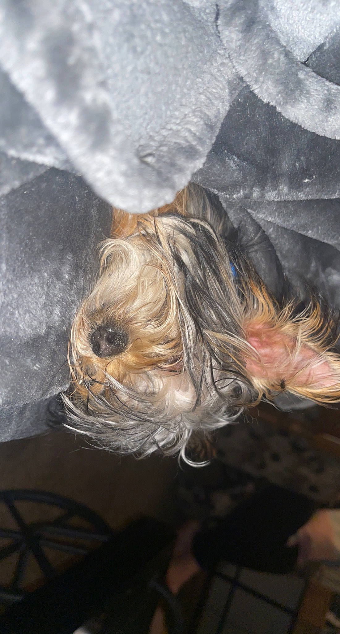 Milo is registered to the contest to win money with this photo: canidae, companion_dog, dog_breed, fur, plant, snout, sporting_group, tree, trunk, wood