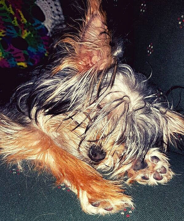 Milo is registered to the contest to win money with this photo: australian_terrier, canidae, carnivore, companion_dog, darkness, dog, dog_breed, event, felidae, fur, liver, paw, small_terrier, snout, sporting_group, tail, terrier, toy_dog, whiskers, yorkipoo