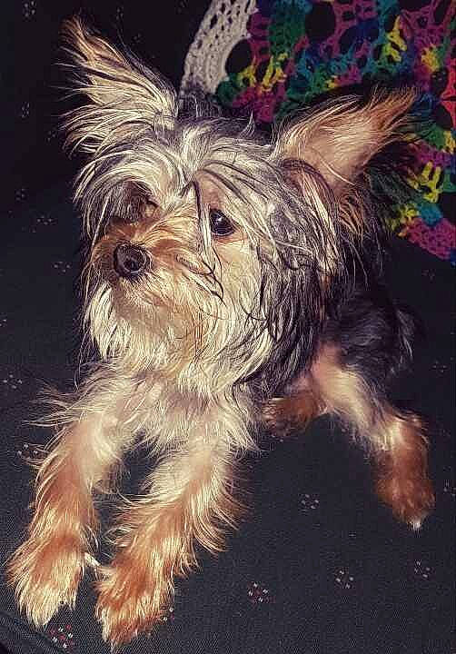 Milo is registered to the contest to win money with this photo: biewer_terrier, canidae, carnivore, companion_dog, darkness, dog, dog_breed, dog_supply, electric_blue, fur, holiday, night, small_terrier, snout, sporting_group, square, terrier, toy_dog, water_dog, yorkipoo