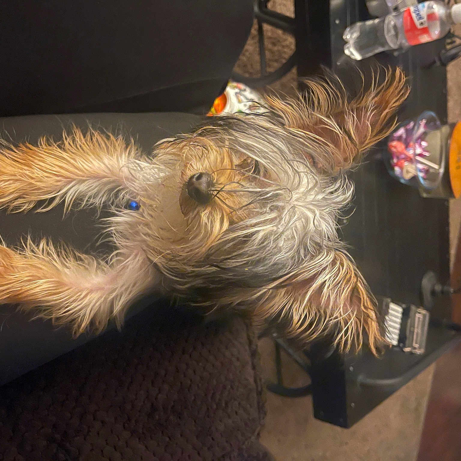 Milo joined the competition — help win amazing prizes! canidae, carnivore, companion_dog, dog, dog_breed, event, flooring, fur, holiday, schnauzer, small_terrier, snout, sporting_group, tail, terrier, toy_dog