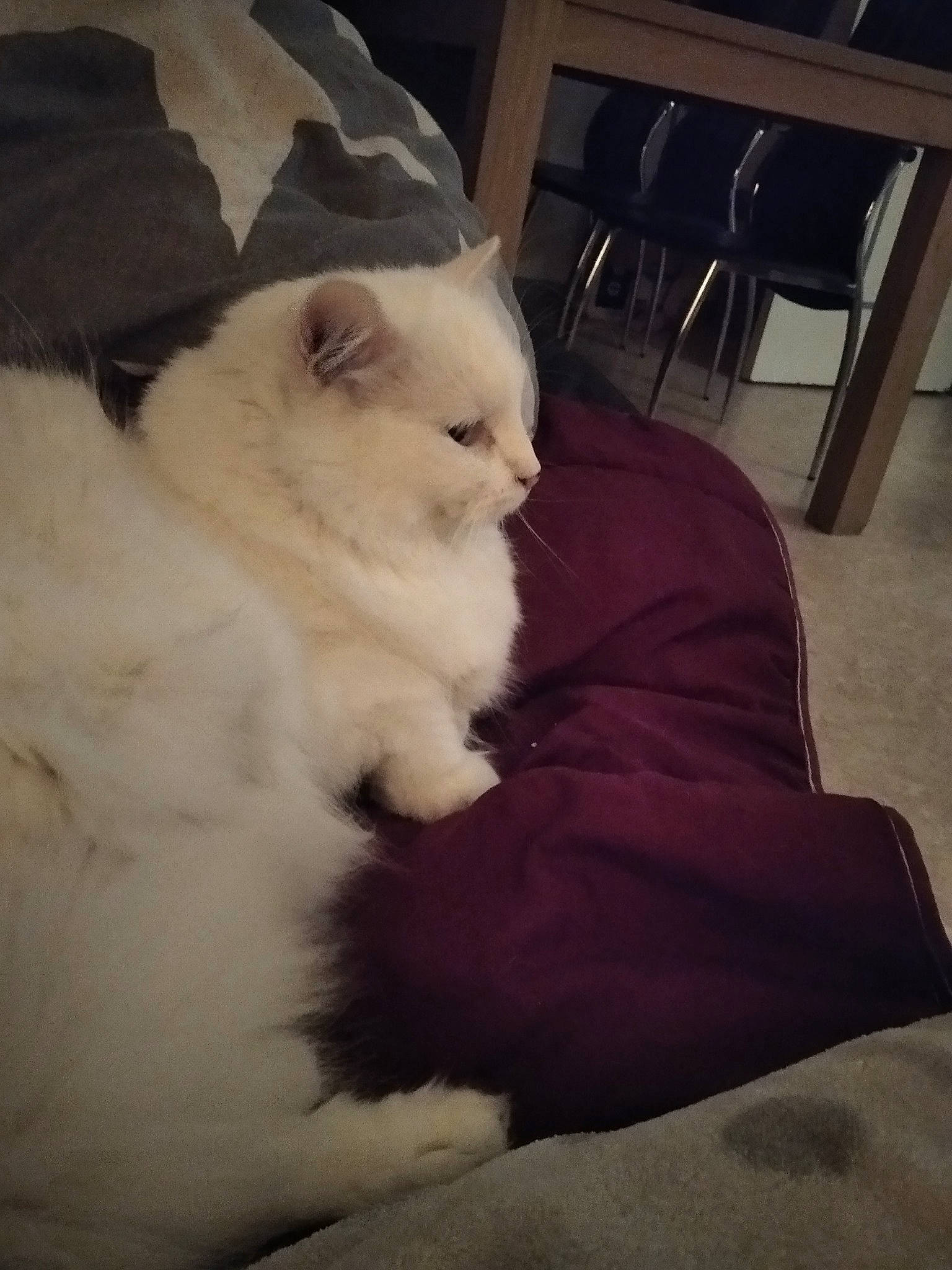 Neige participe au concours pour gagner de l'argent avec cette photo : bedding, carnivore, cat, chair, cloud, comfort, companion_dog, felidae, fur, room, shelf, sitting, sky, small_to_medium_sized_cats, tail, tints_and_shades, whiskers, wood