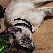 Vaïana participe au concours pour gagner de l'argent avec cette photo : animal, blue_eyes, cat, closeup, collar, domestic_animal, ears, feline, floor, fur, head, household, indoor, looking, lying_down, pet, resting, siamese_cat, whiskers, wooden_floor