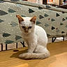 animal, blurred, bottle, cabinet, cat, christmas_pattern, curious, cute, domestic, feline, fur, indoor, kitchen, orange_ears, pet, sitting, table, tablecloth, white_cat, wooden_table