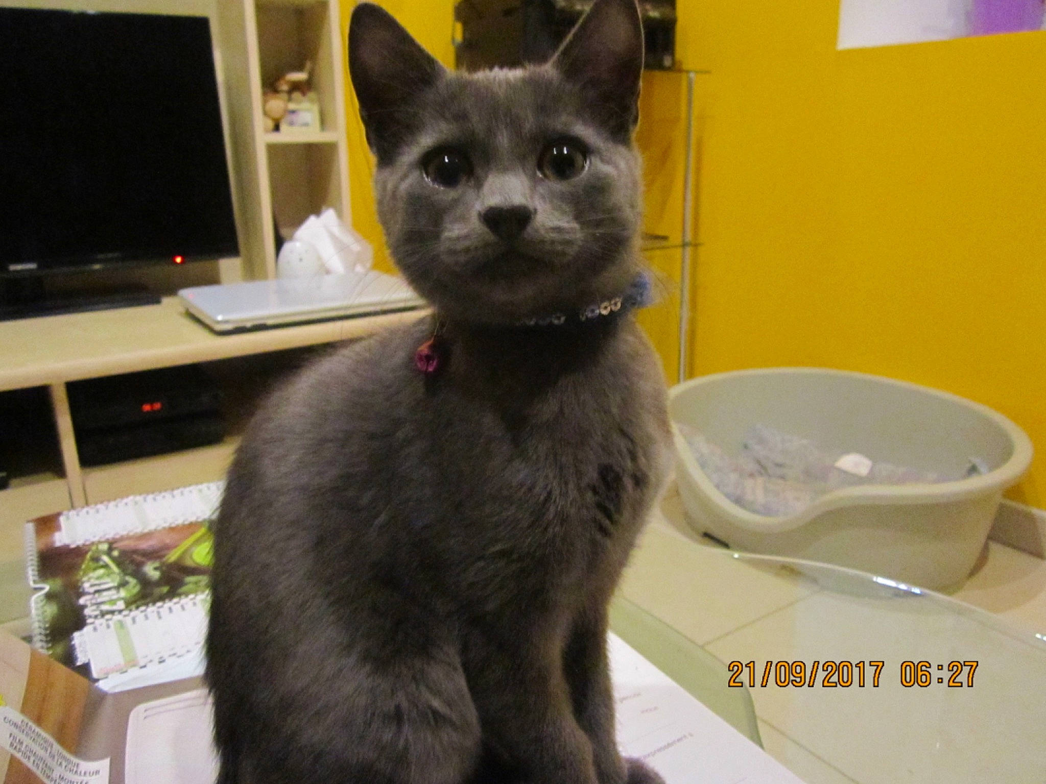 Orion participe au concours pour gagner de l'argent avec cette photo : asian, burmese, carnivore, cat, chartreux, domestic_short_haired_cat, european_shorthair, felidae, german_rex, javanese, kitten, korat, mammal, nebelung, russian_blue, small_to_medium_sized_cats, vertebrate, whiskers