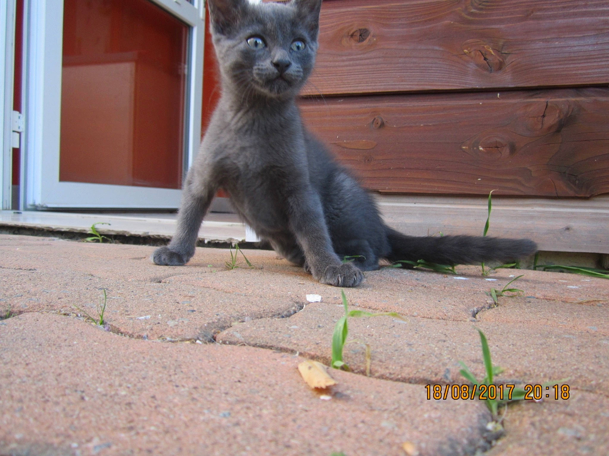 Orion a rejoint le concours — aidez-le/la à gagner de superbes lots ! burmese, carnivore, cat, chartreux, domestic_short_haired_cat, felidae, kitten, korat, mammal, nebelung, russian_blue, small_to_medium_sized_cats, tail, vertebrate, whiskers