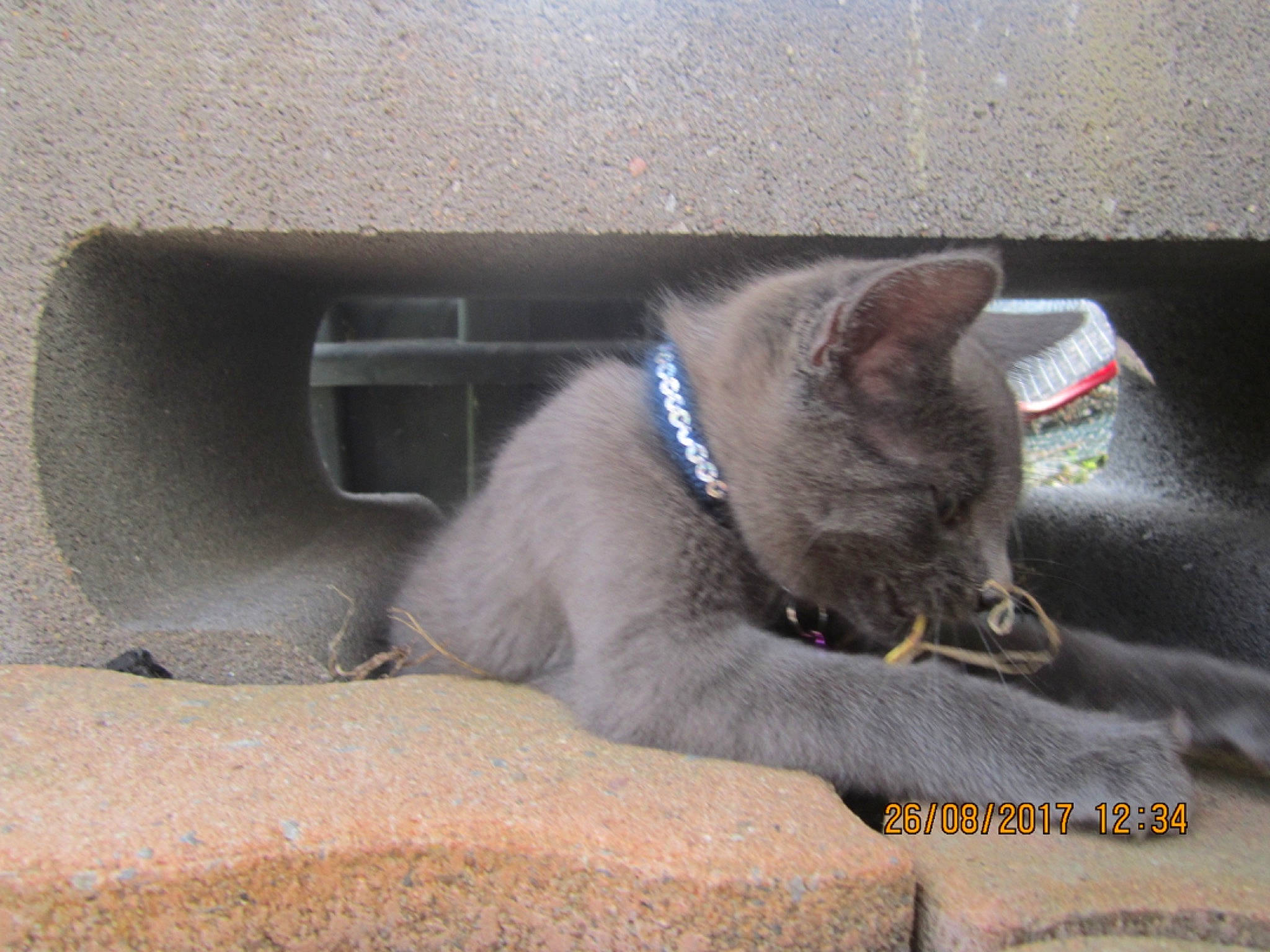 Orion a rejoint le concours — aidez-le/la à gagner de superbes lots ! british_shorthair, carnivore, cat, chartreux, domestic_short_haired_cat, fawn, felidae, kitten, korat, nebelung, russian_blue, small_to_medium_sized_cats, whiskers