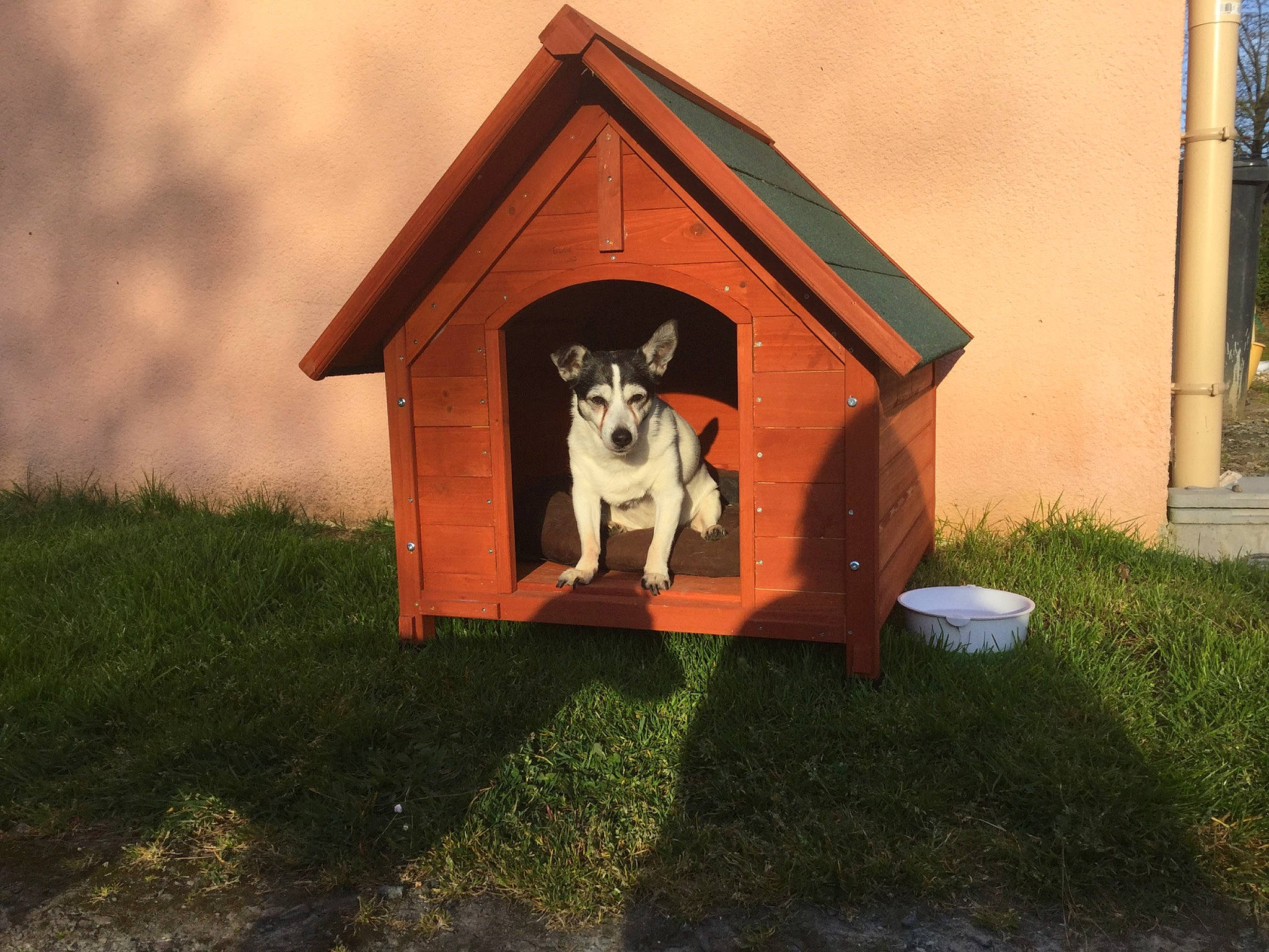 Olie participe au concours pour gagner de l'argent avec cette photo : birdhouse, canidae, dog_supply, doghouse, house, kennel, pet_supply, shed