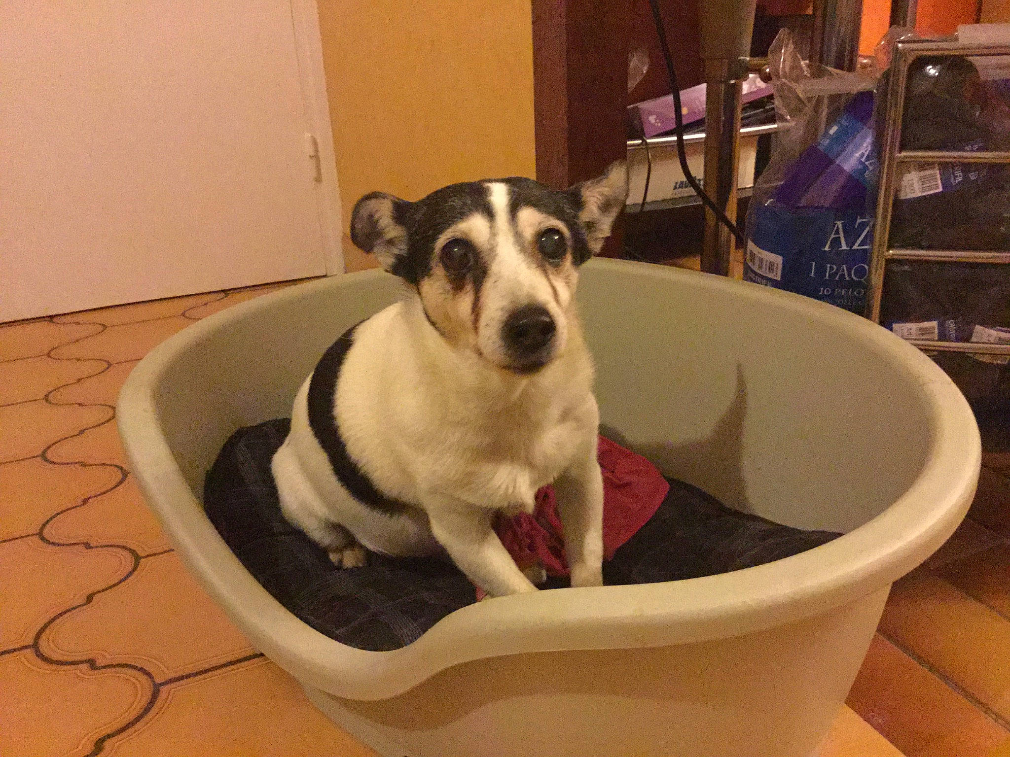 Olie participe au concours pour gagner de l'argent avec cette photo : canidae, carnivore, companion_dog, dog, dog_breed, jack_russell_terrier, mammal, rat_terrier, smooth_fox_terrier, vertebrate