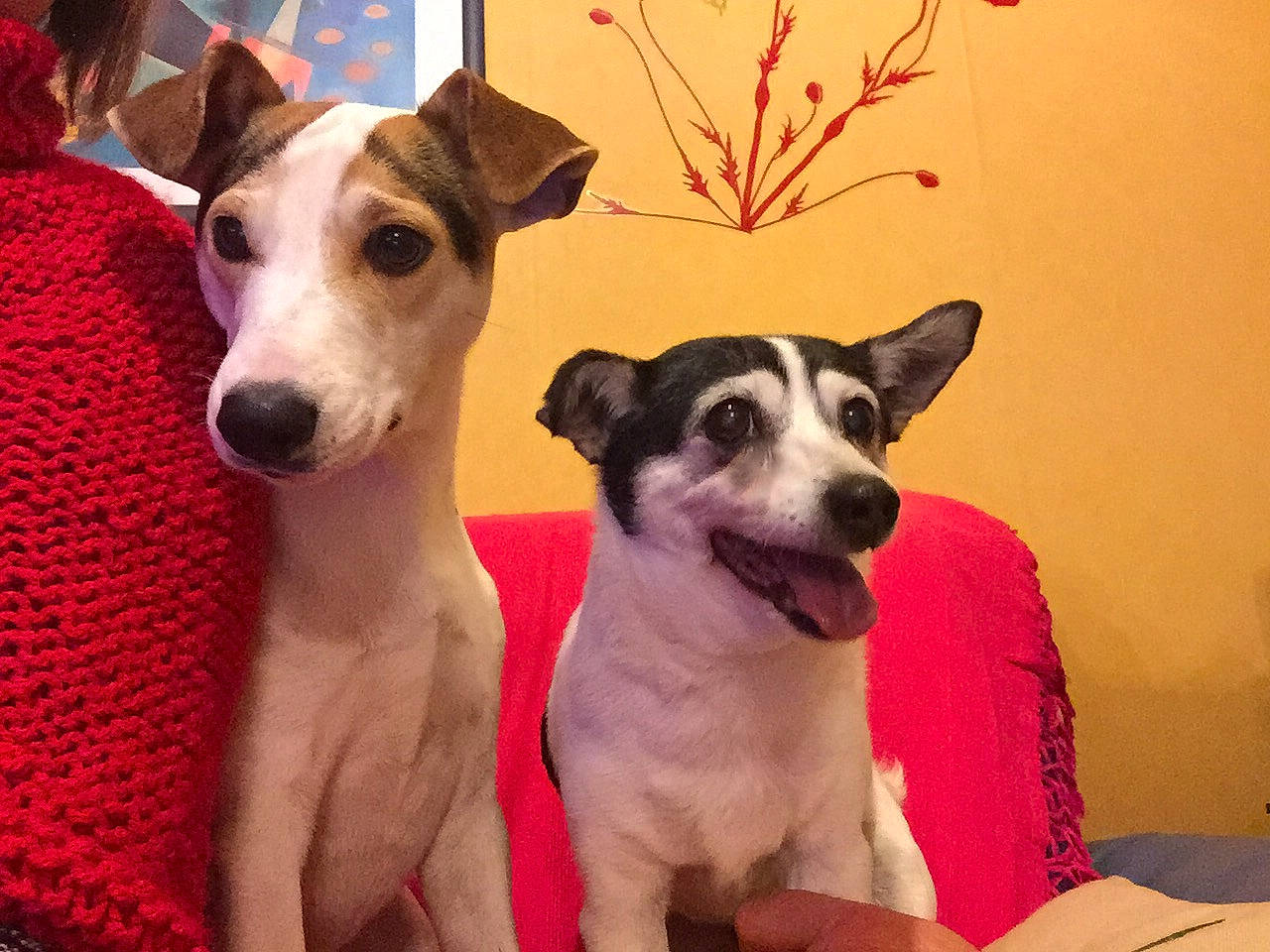 Olie a rejoint le concours — aidez-le/la à gagner de superbes lots ! ancient_dog_breeds, canidae, carnivore, companion_dog, dog, dog_breed, fawn, feist, fox_terrier, greyhound, hortaya_borzaya, italian_greyhound, magyar_agar, mammal, rare_breed_dog, russell_terrier, smooth_fox_terrier, snout, vertebrate, whippet