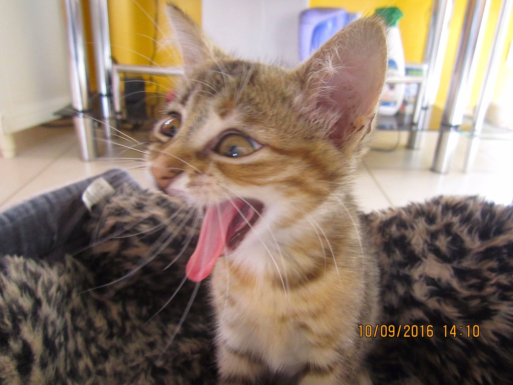 Vega a rejoint le concours — aidez-le/la à gagner de superbes lots ! american_shorthair, american_wirehair, arabian_mau, asian, california_spangled, carnivore, cat, domestic_short_haired_cat, dragon_li, european_shorthair, facial_expression, felidae, kitten, mammal, pixie_bob, small_to_medium_sized_cats, snout, tabby_cat, vertebrate, whiskers