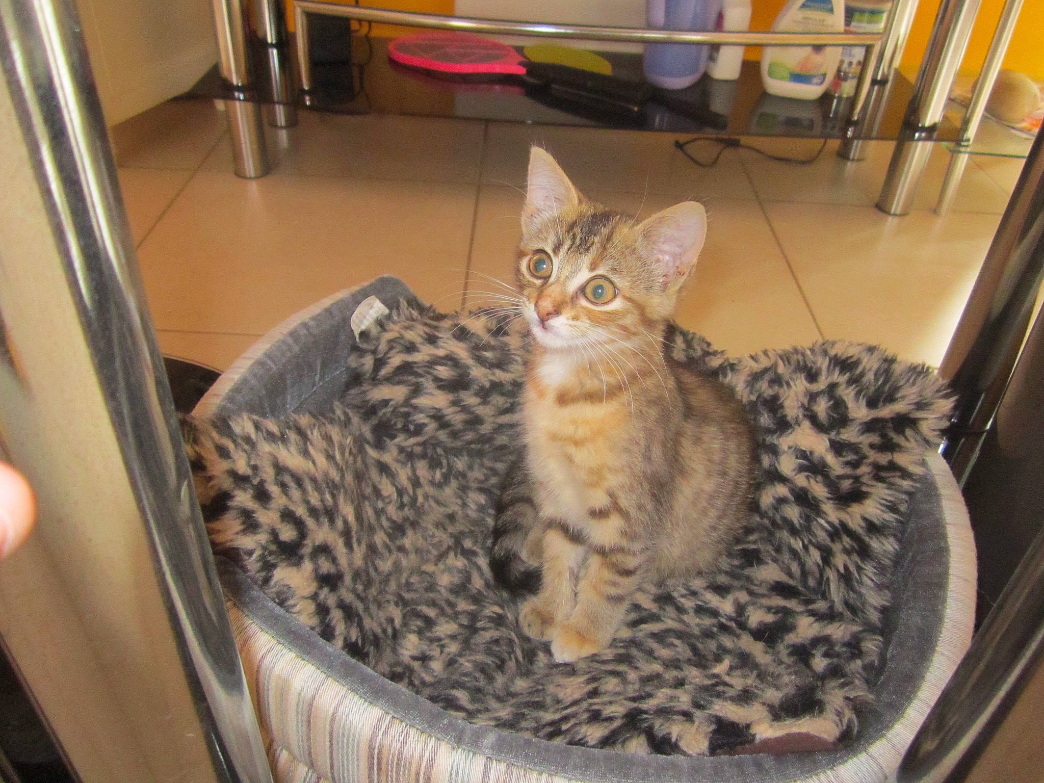 Vega a rejoint le concours — aidez-le/la à gagner de superbes lots ! american_shorthair, asian, australian_mist, bengal, california_spangled, carnivore, cat, domestic_short_haired_cat, dragon_li, egyptian_mau, european_shorthair, felidae, mammal, ocicat, pixie_bob, savannah, small_to_medium_sized_cats, tabby_cat, vertebrate, whiskers