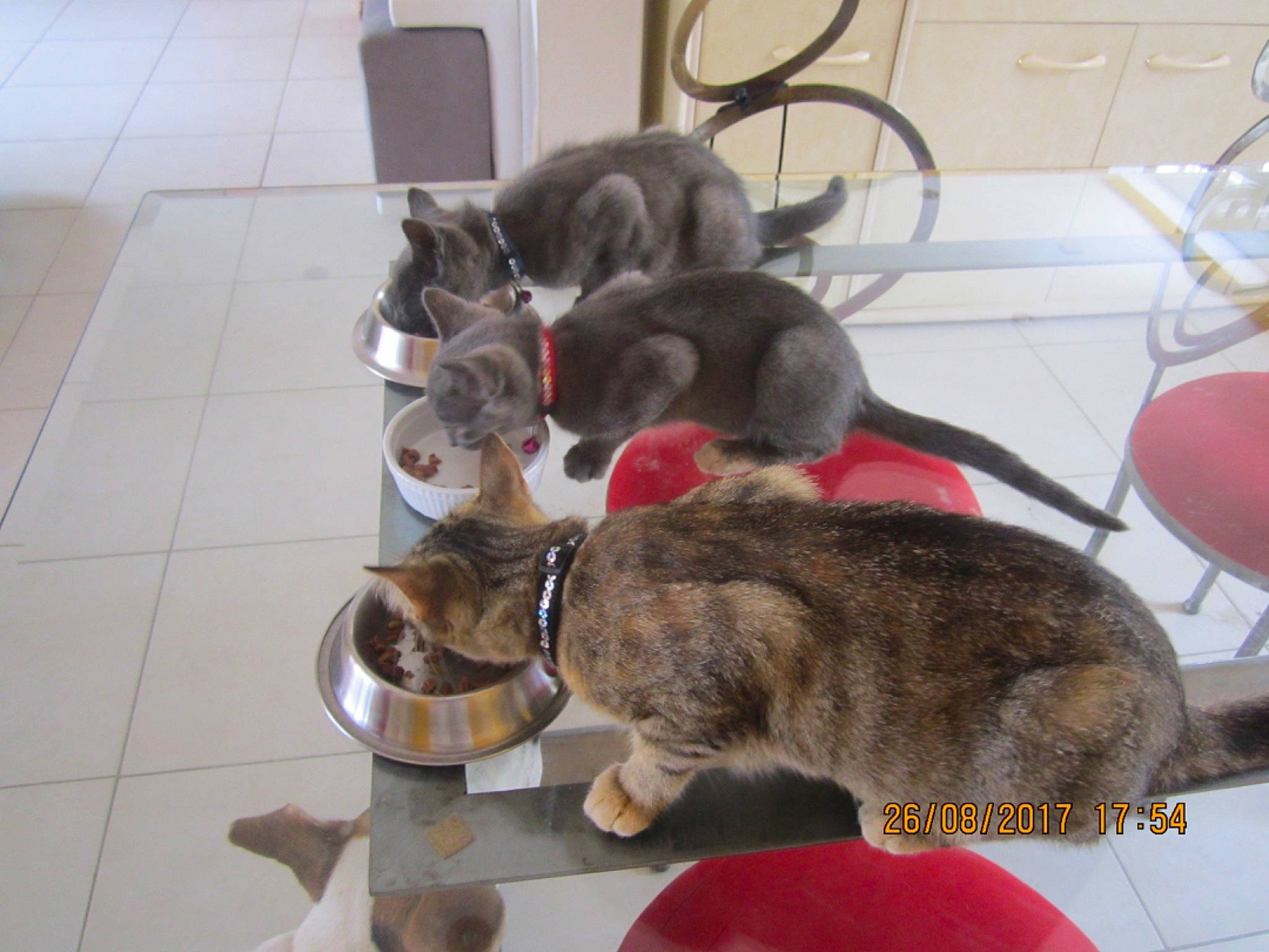 Vega participe au concours pour gagner de l'argent avec cette photo : canidae, carnivore, cat, domestic_short_haired_cat, european_shorthair, felidae, kitten, mammal, small_to_medium_sized_cats, tabby_cat, tail, whiskers