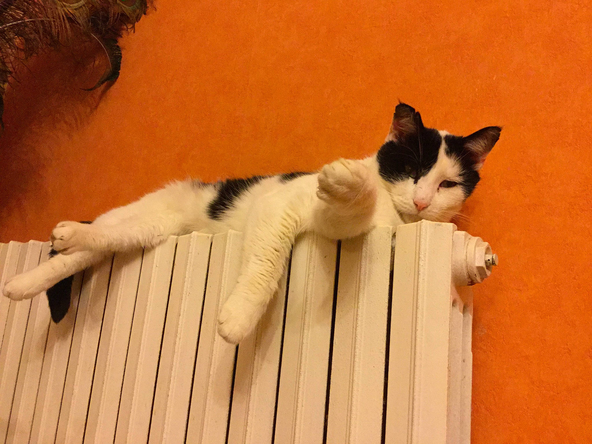 Sirius participe au concours pour gagner de l'argent avec cette photo : aegean_cat, american_wirehair, asian, carnivore, cat, domestic_short_haired_cat, fawn, felidae, fur, japanese_bobtail, paw, polydactyl_cat, small_to_medium_sized_cats, tail, turkish_van, whiskers