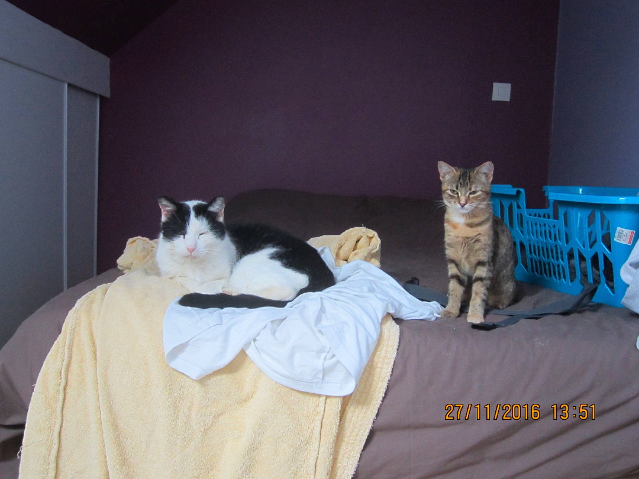 Sirius a rejoint le concours — aidez-le/la à gagner de superbes lots ! aegean_cat, asian, carnivore, cat, domestic_short_haired_cat, european_shorthair, felidae, fur, kitten, polydactyl_cat, room, small_to_medium_sized_cats, whiskers