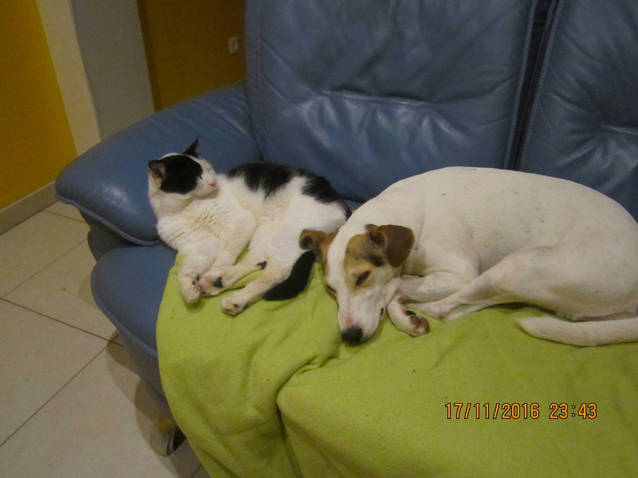 Sirius a rejoint le concours — aidez-le/la à gagner de superbes lots ! canidae, carnivore, cat, companion_dog, dog, dog_breed, felidae, fox_terrier, jack_russell_terrier, mammal, nap, ratonero_bodeguero_andaluz, russell_terrier, small_to_medium_sized_cats, smooth_fox_terrier, vertebrate, whiskers