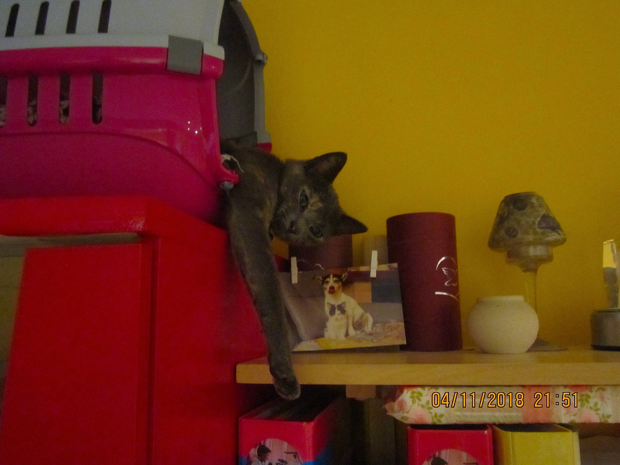 Venus participe au concours pour gagner de l'argent avec cette photo : carnivore, cat, domestic_short_haired_cat, felidae, kitten, room, shelf, shelving, small_to_medium_sized_cats, whiskers