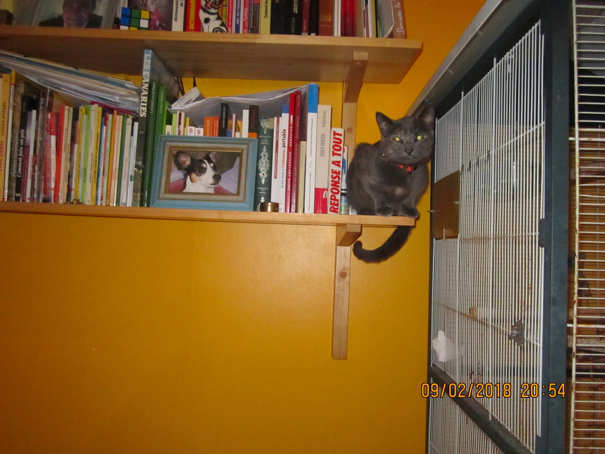 Venus participe au concours pour gagner de l'argent avec cette photo : book, bookcase, cat, felidae, furniture, library, publication, room, shelf, shelving, small_to_medium_sized_cats