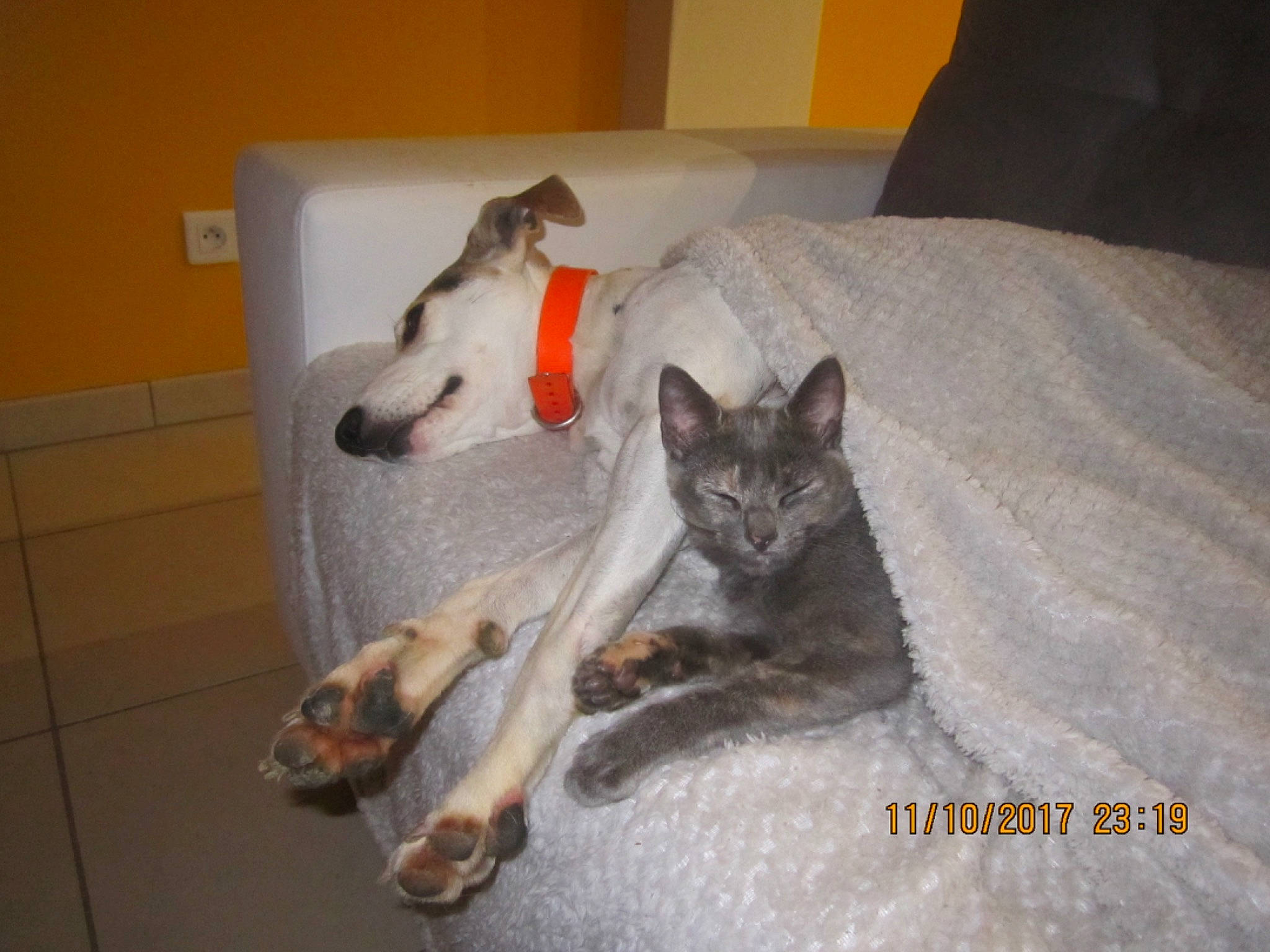 Venus a rejoint le concours — aidez-le/la à gagner de superbes lots ! canidae, carnivore, cat, czechoslovakian_wolfdog, dog, dog_breed, felidae, mammal, wolfdog