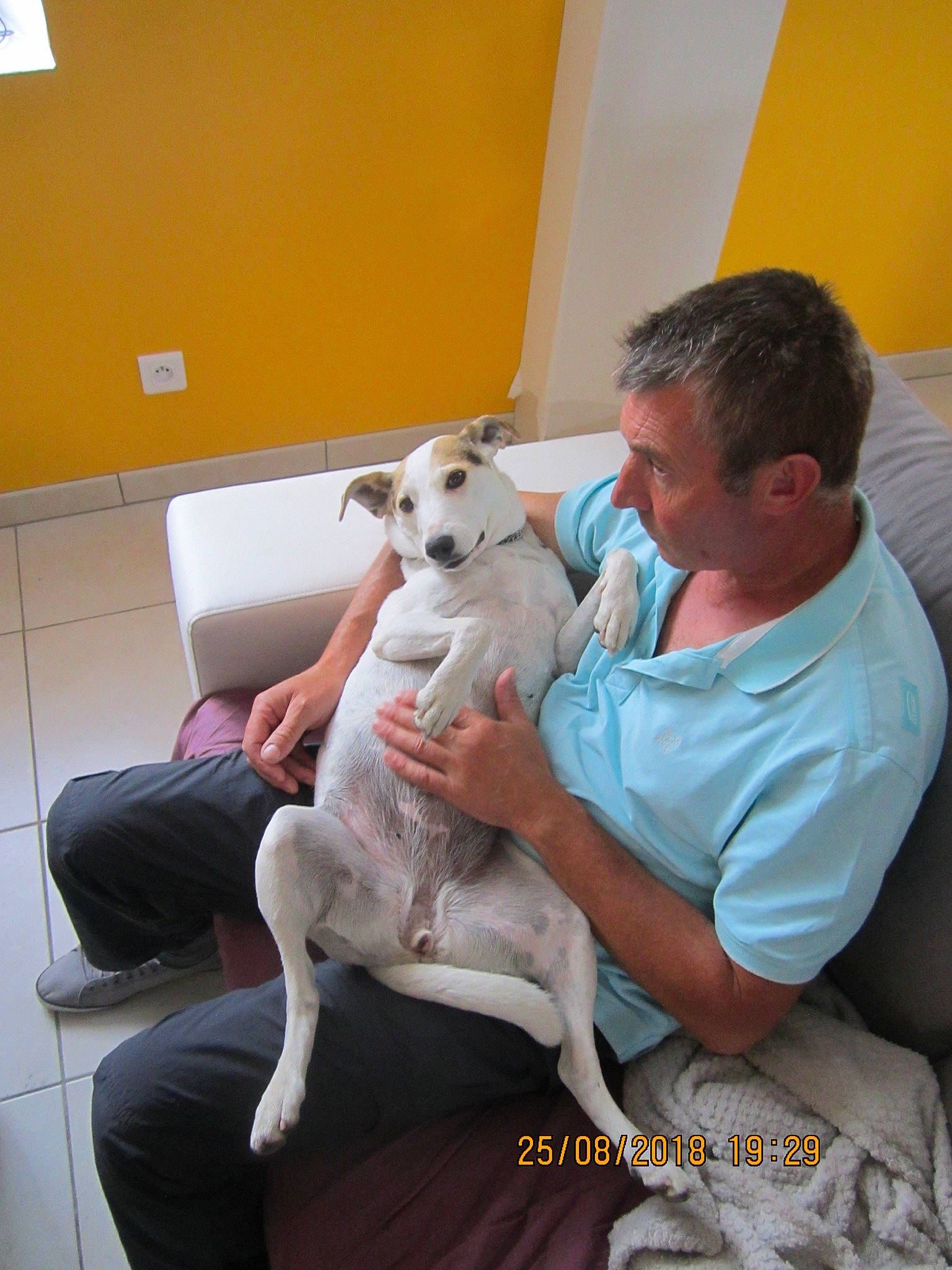 Thallis participe au concours pour gagner de l'argent avec cette photo : canidae, carnivore, companion_dog, dog, dog_breed, dogo_guatemalteco, mammal, vertebrate, whippet