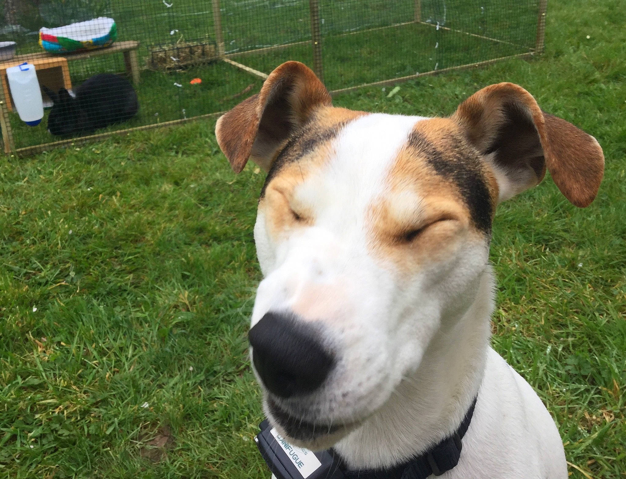 Thallis a rejoint le concours — aidez-le/la à gagner de superbes lots ! ancient_dog_breeds, canidae, carnivore, companion_dog, dog, dog_breed, hunting_dog, mammal, potcake_dog, rare_breed_dog, snout, sporting_group, vertebrate, whiskers