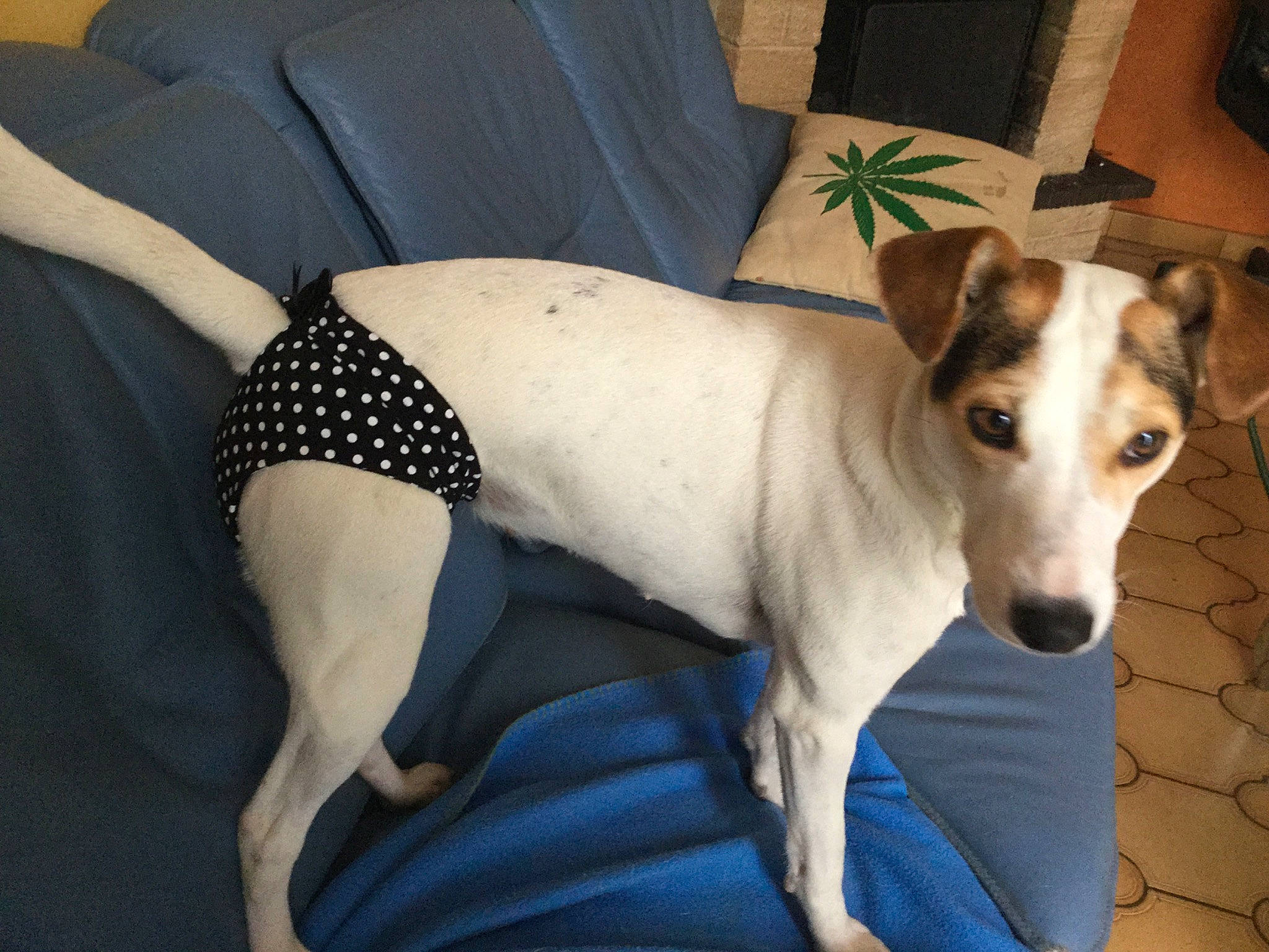 Thallis participe au concours pour gagner de l'argent avec cette photo : brazilian_terrier, canidae, carnivore, companion_dog, danish_swedish_farmdog, dog, dog_breed, feist, fox_terrier, greyhound, italian_greyhound, japanese_terrier, mammal, rare_breed_dog, rat_terrier, smooth_fox_terrier, sporting_group, tenterfield_terrier, vertebrate, whippet