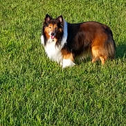 Dusty is registered to the contest to win money with this photo: dog, grass, outdoor, animal, pet, collie, tricolor, field, sunlight, happy, fur, nature, mammal, standing, tongue_out, green, daylight, canine, playful, friendly