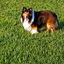 dog, grass, outdoor, animal, pet, collie, tricolor, field, sunlight, happy, fur, nature, mammal, standing, tongue_out, green, daylight, canine, playful, friendly