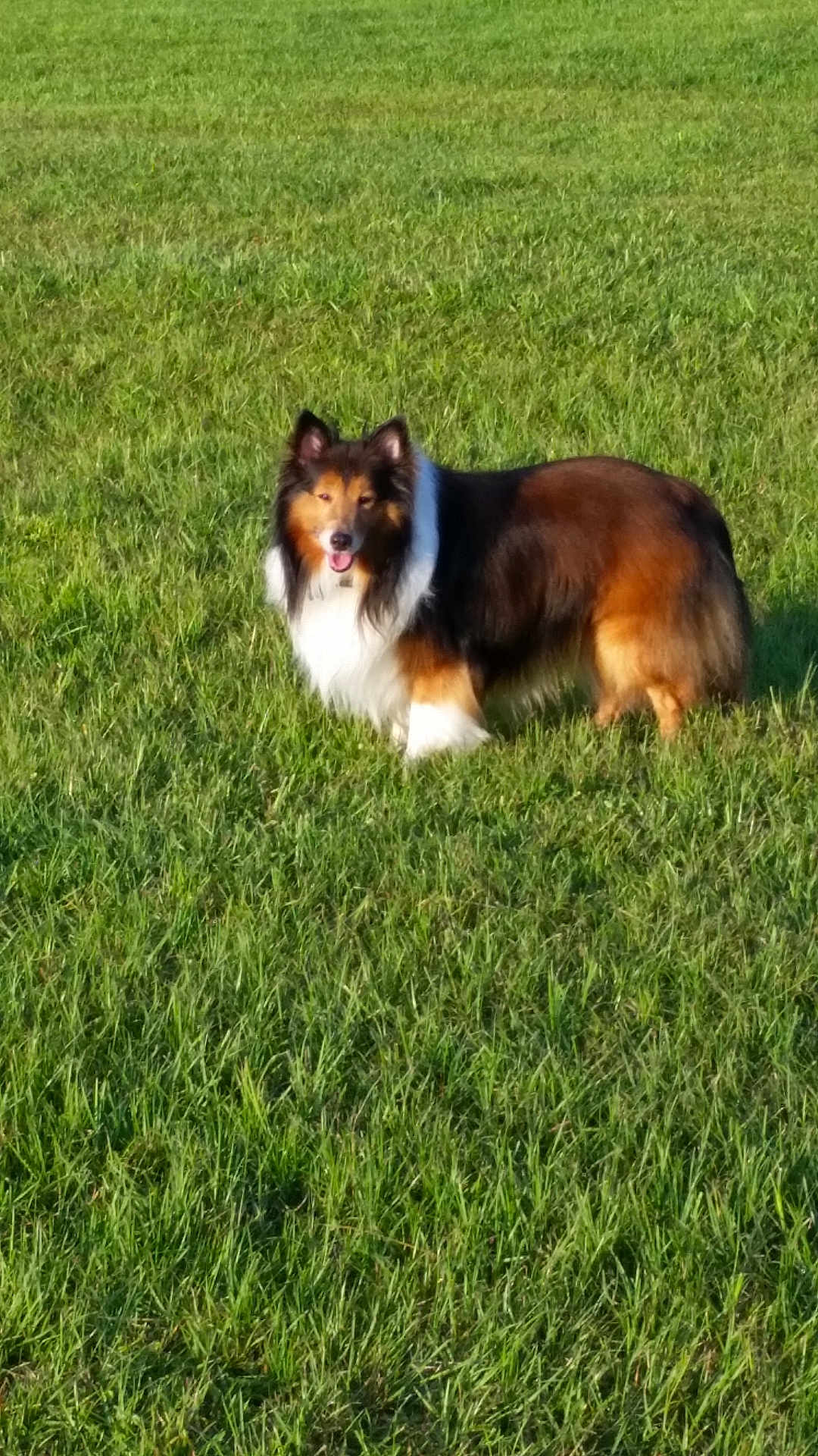 Dusty is registered to the contest to win money with this photo: dog, grass, outdoor, animal, pet, collie, tricolor, field, sunlight, happy, fur, nature, mammal, standing, tongue_out, green, daylight, canine, playful, friendly