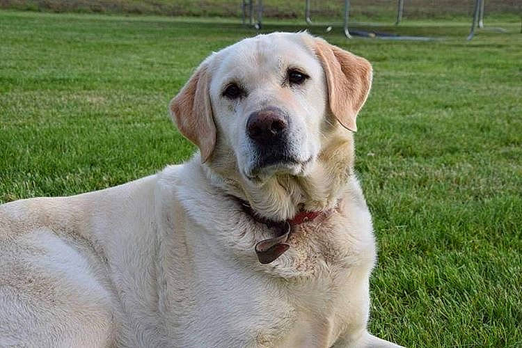 Noisette participe au concours pour gagner de l'argent avec cette photo : canidae, carnivore, collar, companion_dog, dog, dog_breed, fawn, grass, hunting_dog, labrador_retriever, snout, sporting_group, terrestrial_animal, whiskers, working_animal, working_dog, wrinkle