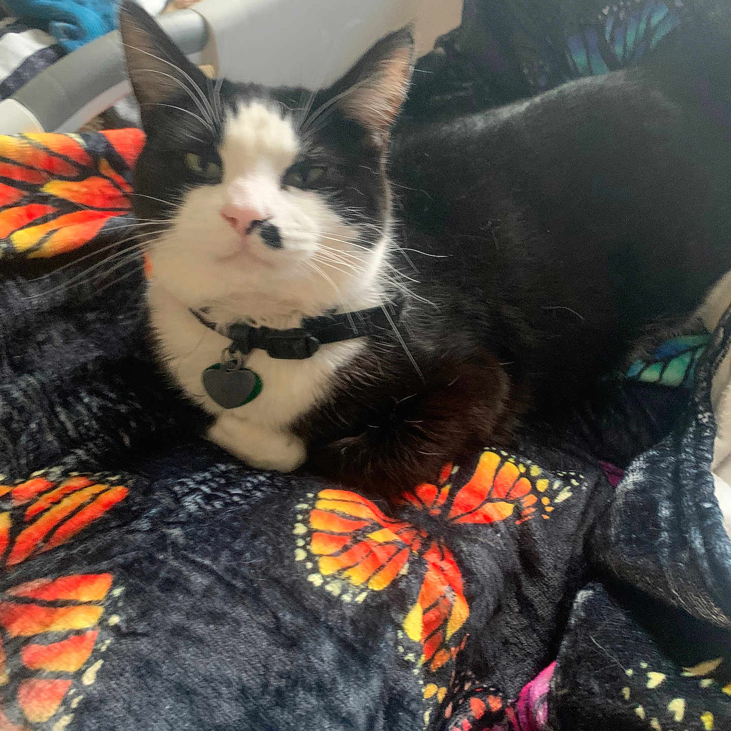 Brownie is registered to the contest to win money with this photo: animal, black_and_white, blanket, butterfly_pattern, cat, close_up, collar, cozy, cute, domestic_cat, feline, fur, home, indoor, pet, relaxed, resting, sleepy, soft_texture, whiskers