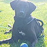 animal, black_dog, canine, daylight, dog, friendly, grass, greenery, harness, leash, nature, outdoor, park, pet, playing, relaxed, resting, summer, sunlight, tennis_ball
