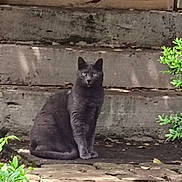 Rose participe au concours pour gagner de l'argent avec cette photo : cat, gray_cat, animal, pet, outdoor, stone, concrete_wall, greenery, shrub, nature, sitting, curious, feline, mammal, eyes, whiskers, quiet, still_life, daylight, background