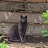 cat, gray_cat, animal, pet, outdoor, stone, concrete_wall, greenery, shrub, nature, sitting, curious, feline, mammal, eyes, whiskers, quiet, still_life, daylight, background