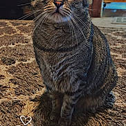 Dank joined the competition — help win amazing prizes! tabby_cat, cat, pet, indoor, carpet, furniture, television, floor, animal, whiskers, ears, eyes, sitting, curious, cozy, home, domestic, mammal, portrait, feline