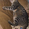 Dank is registered to the contest to win money with this photo: cat, tabby, feline, pet, indoor, couch, cushion, striped, relaxed, animal, fur, whiskers, tail, resting, home, domestic, cozy, brown, pattern, flash