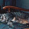 cat, tabby, animal, pet, feline, chair, wooden_chair, cushion, indoor, relaxed, lying_down, striped, fur, whiskers, paw, eyes, sleepy, domestic, cozy, home