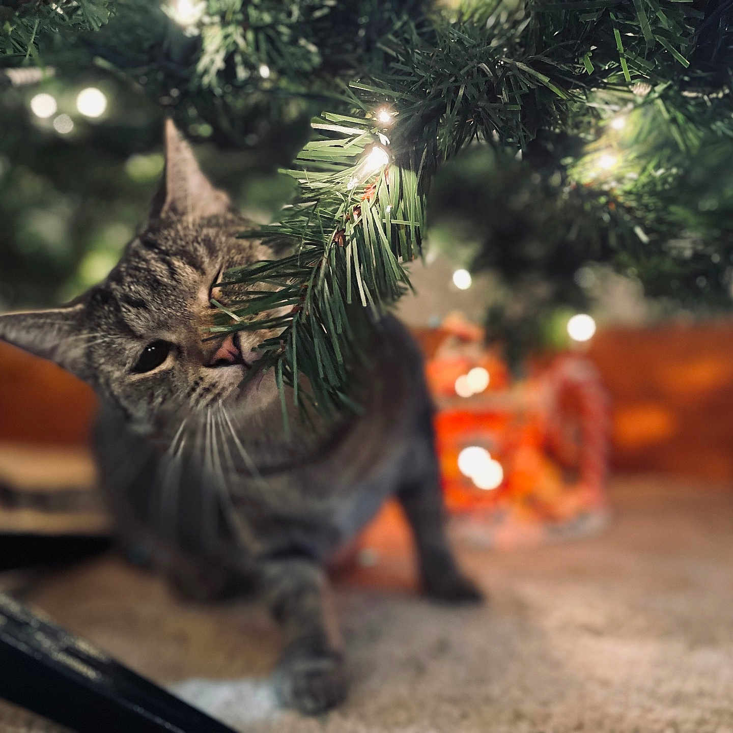 Dank is registered to the contest to win money with this photo: cat, tabby_cat, christmas_tree, christmas_lights, indoor, decorations, festive, curious, playing, branches, twinkling_lights, holiday, pet, feline, carpet, closeup, greenery, ornaments, cozy, home