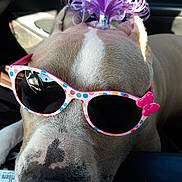 Cindy Burchard joined the competition — help win amazing prizes! dog, sunglasses, polka_dot, bow, car_interior, close_up, pet, animal, cute, accessory, pink, purple, fashion, nose, fur, head, portrait, seat, sunlight, reflection