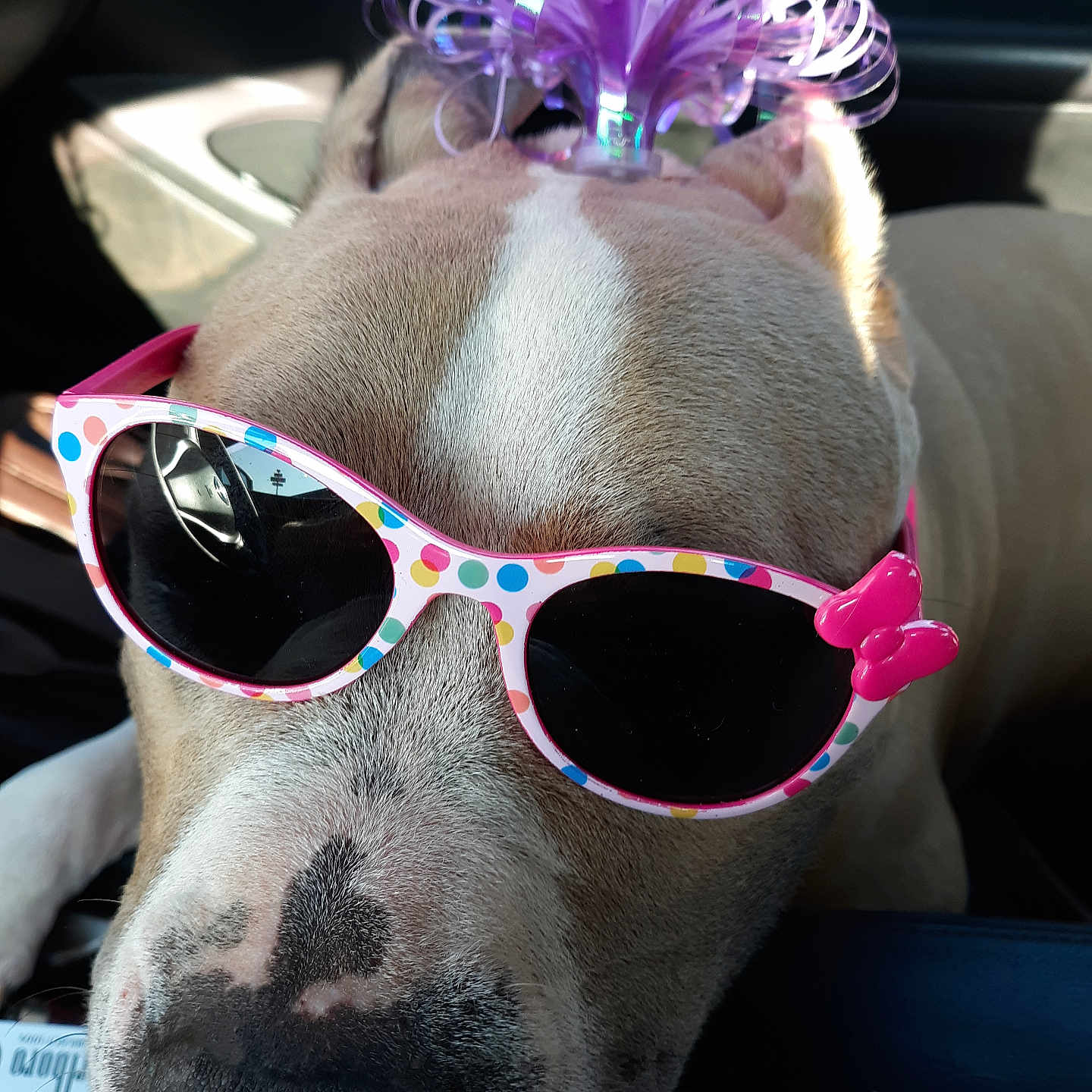 Cindy Burchard joined the competition — help win amazing prizes! accessory, animal, bow, car_interior, close_up, cute, dog, fashion, fur, head, nose, pet, pink, polka_dot, portrait, purple, reflection, seat, sunglasses, sunlight