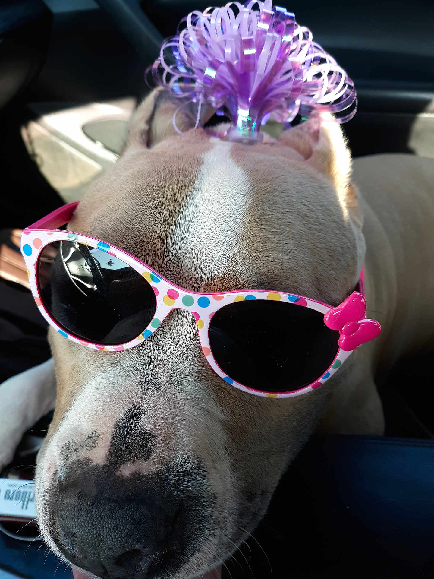 Cindy Burchard joined the competition — help win amazing prizes! dog, sunglasses, polka_dot, bow, car_interior, close_up, pet, animal, cute, accessory, pink, purple, fashion, nose, fur, head, portrait, seat, sunlight, reflection