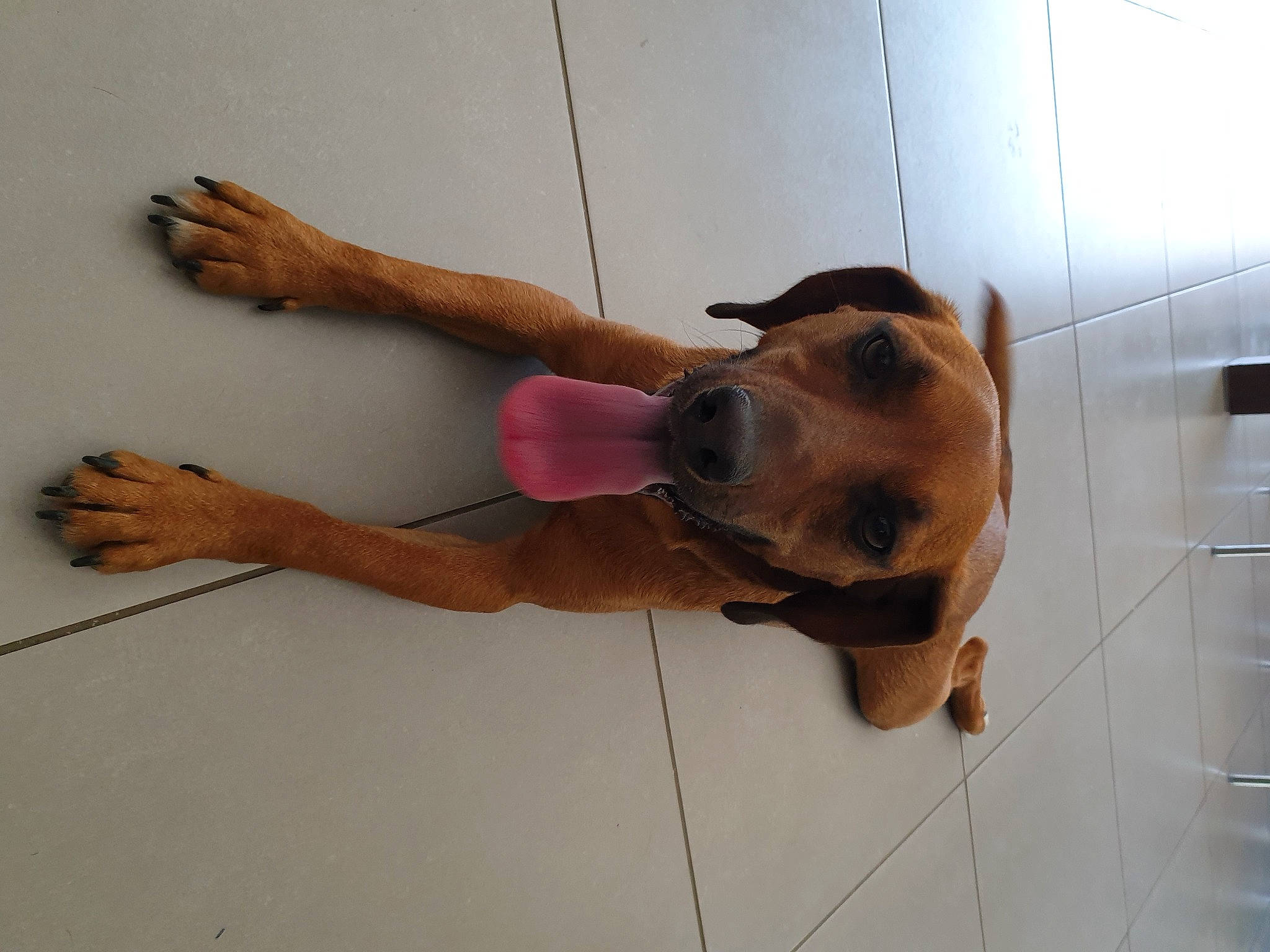 Nestor participe au concours pour gagner de l'argent avec cette photo : canidae, carnivore, collar, companion_dog, dog, dog_breed, dog_collar, dog_supply, elbow, fawn, flooring, foot, guard_dog, human_leg, knee, leash, pet_supply, selfie, thigh, working_animal