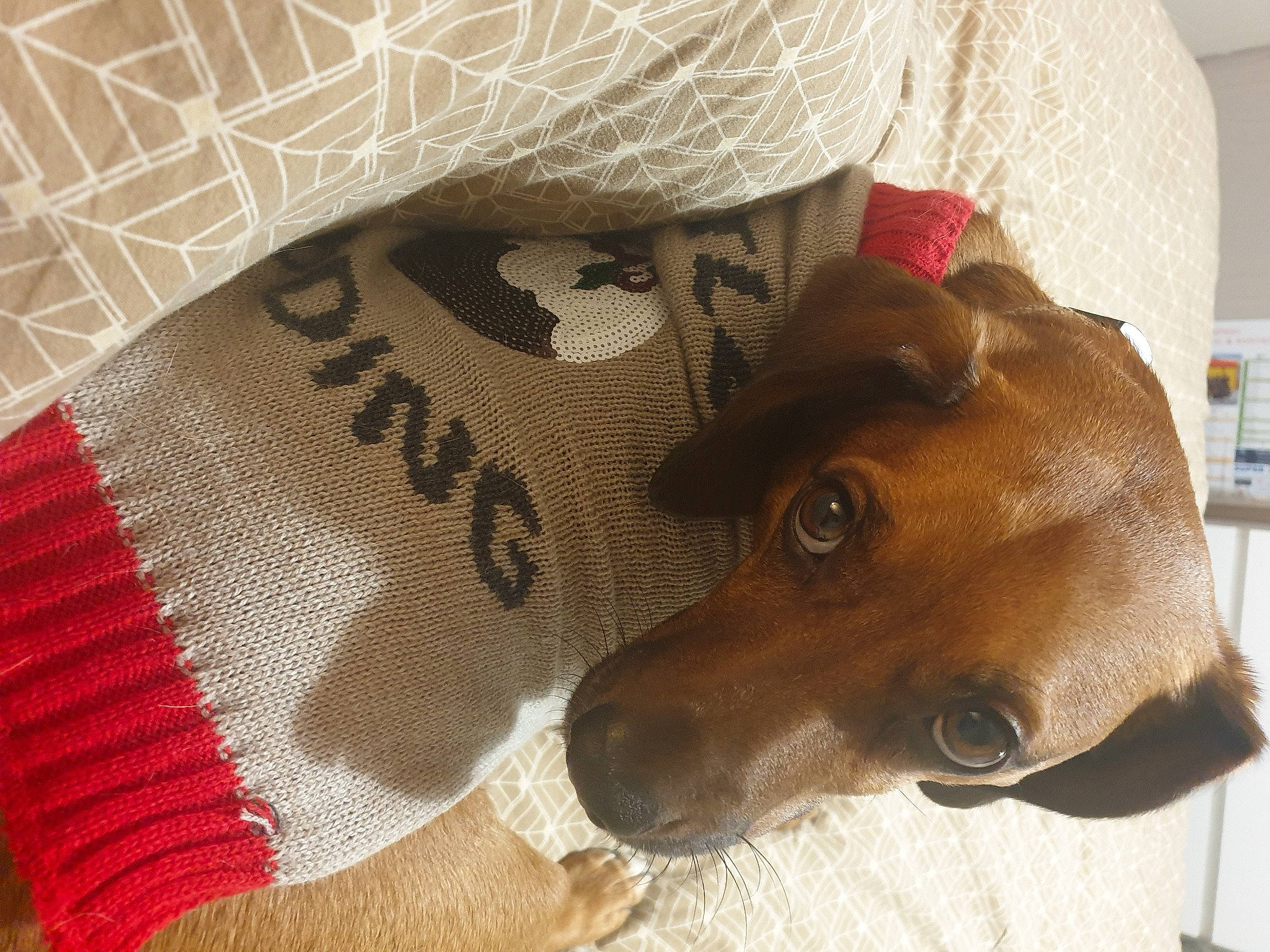 Nestor participe au concours pour gagner de l'argent avec cette photo : bag, canidae, carnivore, collar, comfort, companion_dog, dog, dog_bed, dog_breed, dog_supply, fawn, fur, linens, liver, pattern, pet_supply, snout, thread, whiskers, working_animal