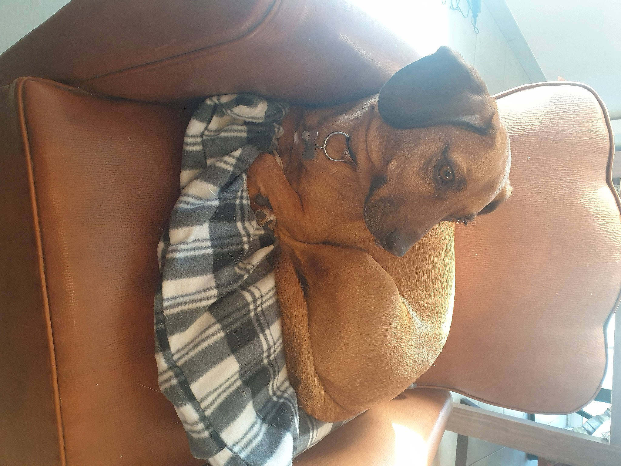 Nestor a rejoint le concours — aidez-le/la à gagner de superbes lots ! canidae, carnivore, comfort, companion_dog, dog, dog_breed, ear, fawn, human_leg, linens, nap, pattern, plaid, selfie, snout, sporting_group, sunglasses, tartan, thigh, working_animal