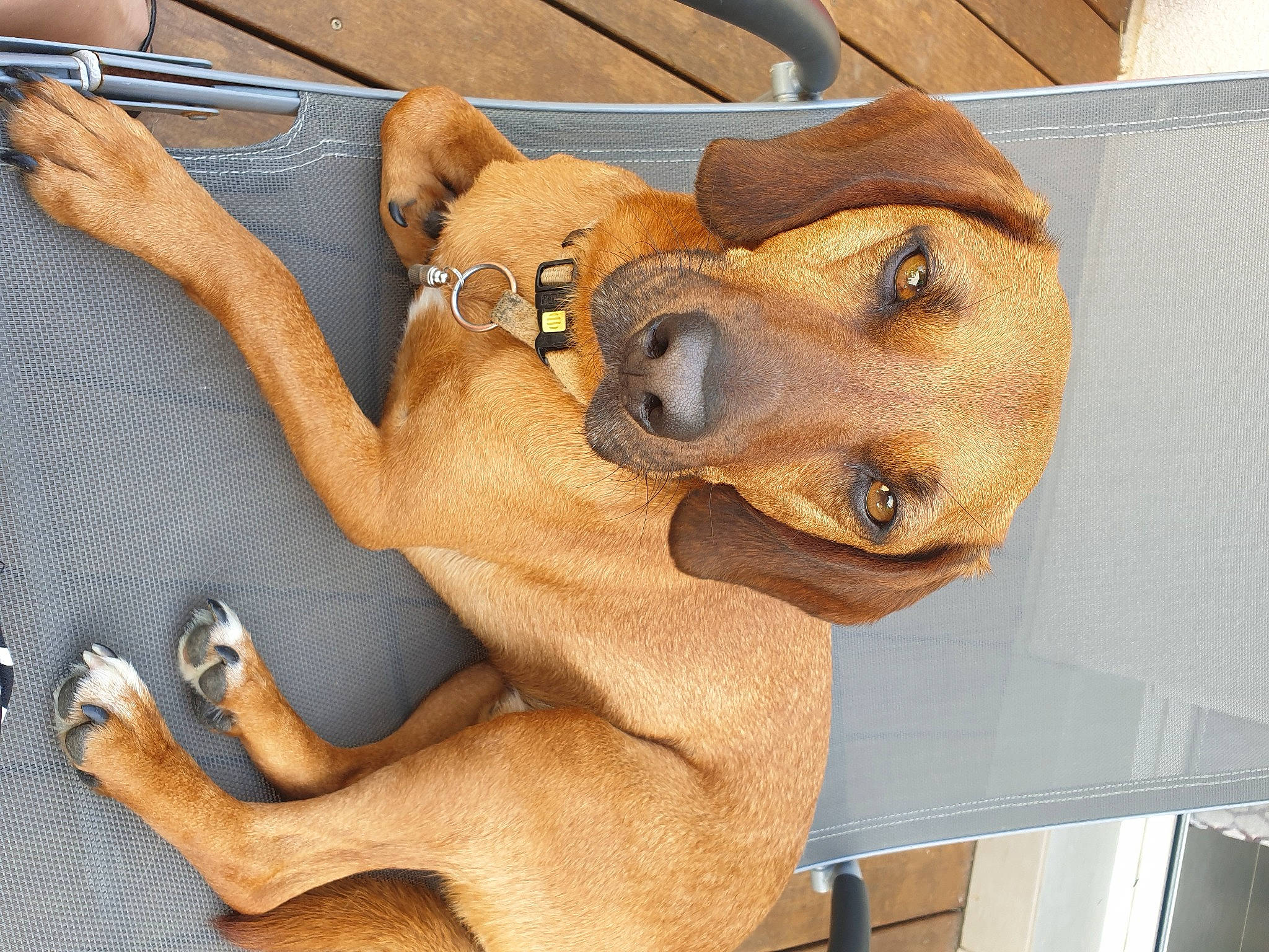 Nestor participe au concours pour gagner de l'argent avec cette photo : canidae, carnivore, companion_dog, computer_keyboard, dog, dog_breed, dog_collar, fawn, fur, kitchen_utensil, liver, paw, pet_supply, snout, sporting_group, tableware, tail, whiskers, wood, working_animal