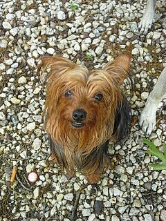 Peanut is registered to the contest to win money with this photo: canidae, carnivore, companion_dog, dog, dog_breed, dog_supply, fawn, fur, liver, road_surface, small_terrier, snout, soil, sporting_group, terrier, toy_dog, water_dog, wood, working_animal, yorkipoo