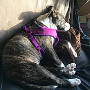 Sexxii joined the competition — help win amazing prizes! dog, brindle, purple_harness, sleeping, couch, blanket, indoor, natural_light, window, resting, pet, fur, paw, cozy, relaxing, brown, black, white, animal, domestic