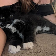 Luna is registered to the contest to win money with this photo: kitten, black_and_white, cat, fur, whiskers, paw, person, arm, hair, feline, pet, cute, closeup, indoor, relaxing, soft, texture, comfort, animal, young