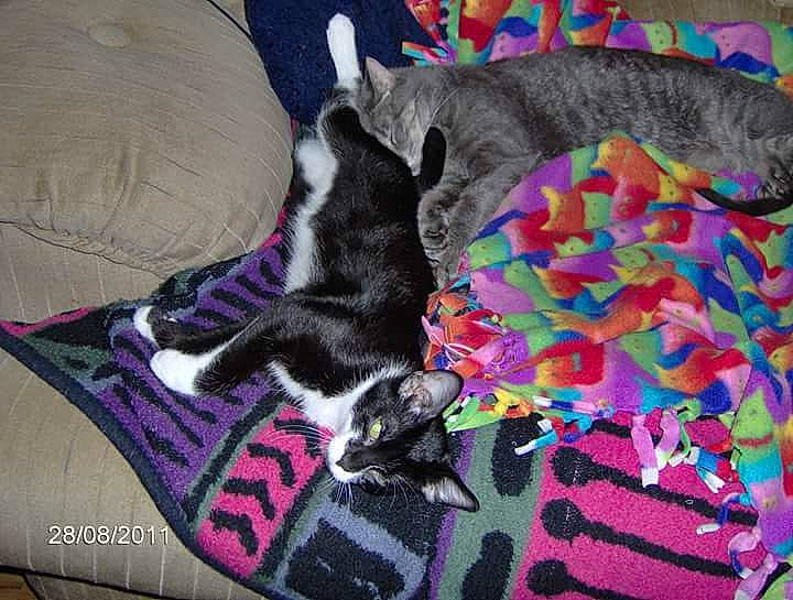 Boo is registered to the contest to win money with this photo: canidae, carnivore, cat, dog_breed, felidae, fur, kitten, linens, nap, non_sporting_group, pink, small_to_medium_sized_cats, tail, whiskers