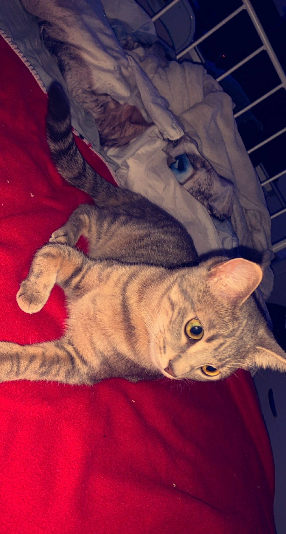 Nala participe au concours pour gagner de l'argent avec cette photo : art, carnivore, cat, comfort, darkness, domestic_short_haired_cat, fawn, felidae, fur, human_leg, linens, nap, paw, small_to_medium_sized_cats, snout, tail, velvet, whiskers