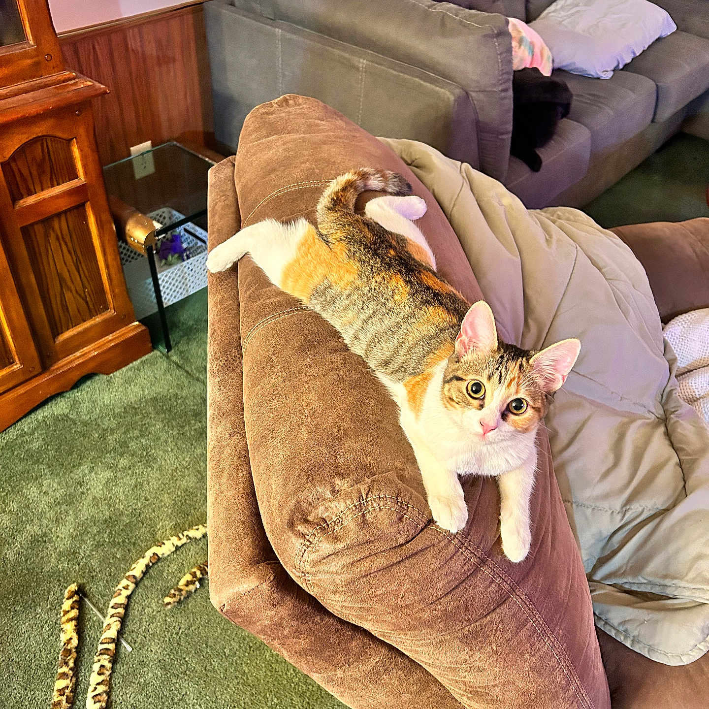 Gotti Lynn joined the competition — help win amazing prizes! animal, blanket, brown, calico_cat, carpet, cat, cat_toy, couch, cozy, curious, domestic_animal, furniture, gray_sofa, home, indoor, living_room, pet, playful, relaxing, wooden_cabinet